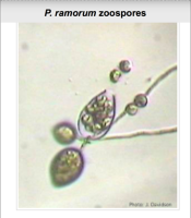 microscopic image